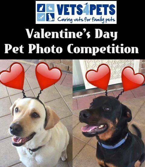 valentines-day-pets-photo-contest - RafflePress Valentine's Day pets photo contest